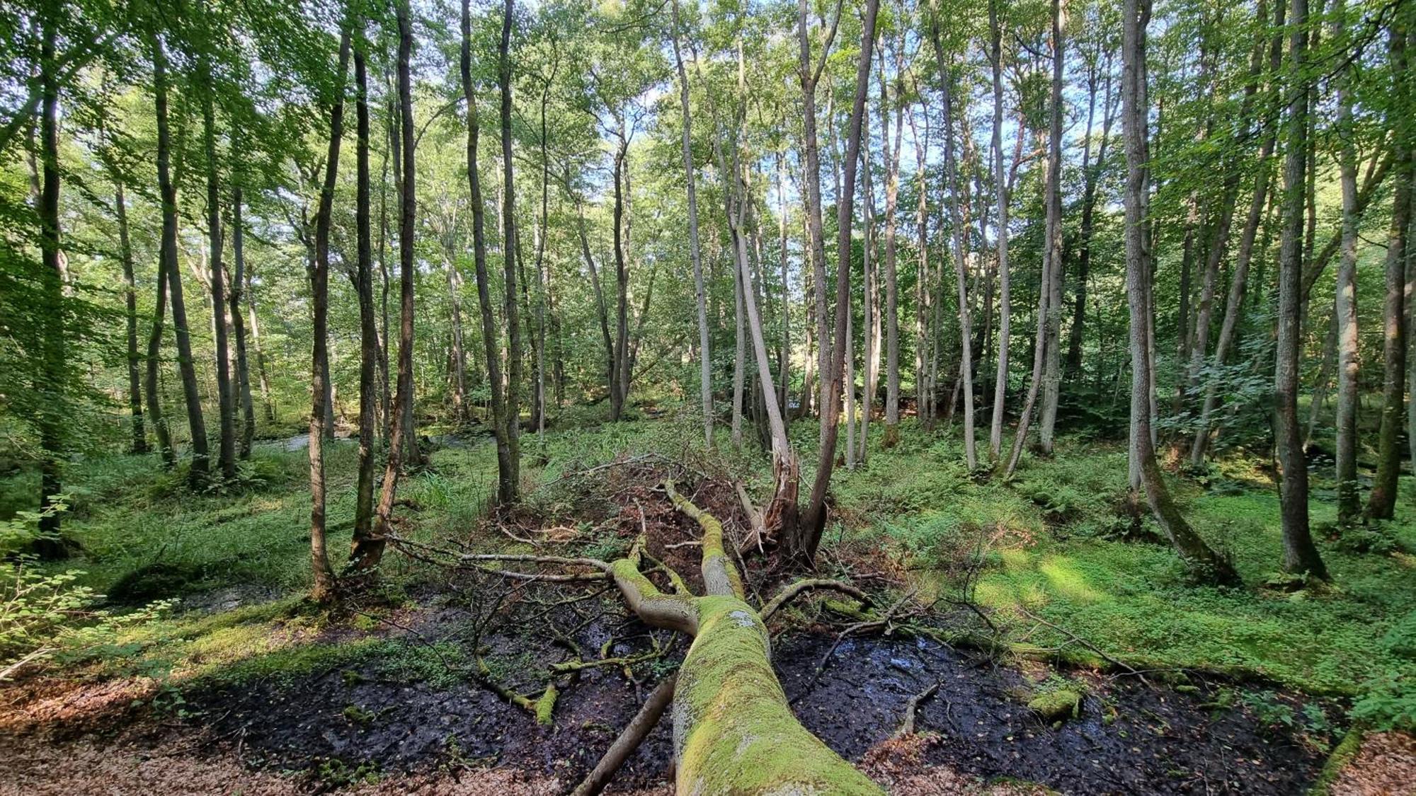 Domki Nad Morzem Lublewo21 Obok Bialogory Lublewo Leborskie Exteriér fotografie